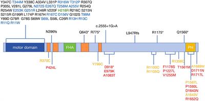 Genetic link between KIF1A mutations and amyotrophic lateral sclerosis: evidence from whole-exome sequencing